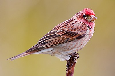 Male Cassin's Finch