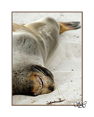 Sleepy Sealion