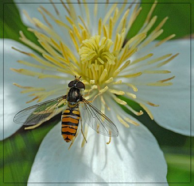 on the flower