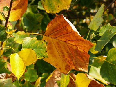 Autumn in Wagga Wagga #1