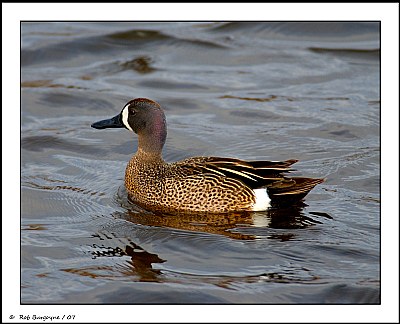 Blue Winged Teal