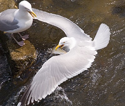 Herring Gulls