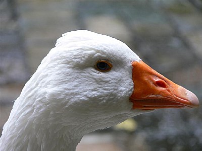 Aflac!