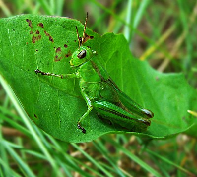 Grasshopper Green
