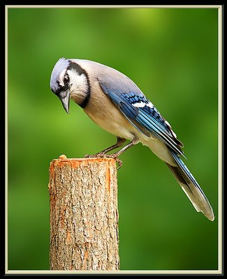 Blue Jay