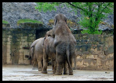 Elephant Fun at Chester Zoo