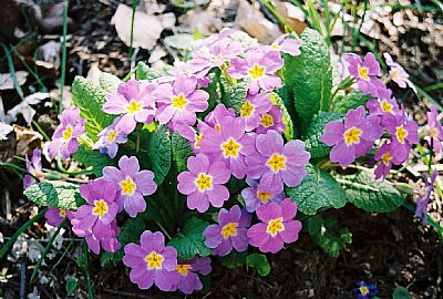 Primula vulgaris-Çuha çiçe&#287;i