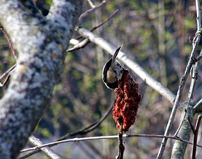 Chickadee