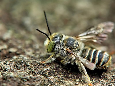 Honey Bee