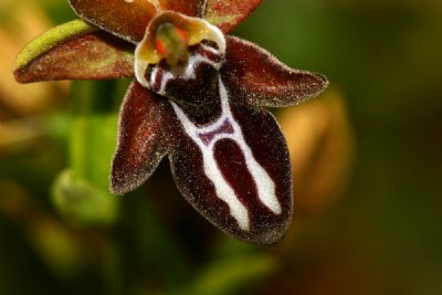 Cretan Ophrys Orchid 2