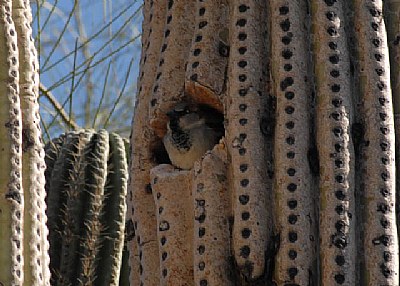 Nesting in Cacti
