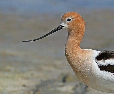 Close Encounter with Avocets