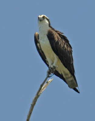 Osprey,,,,Balance!!