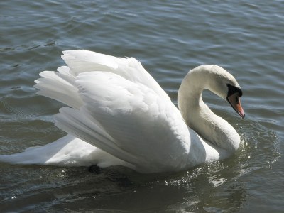 Swan - Joutsen