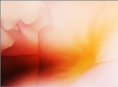 rose dream