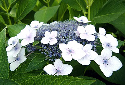 Alternative Hortensia