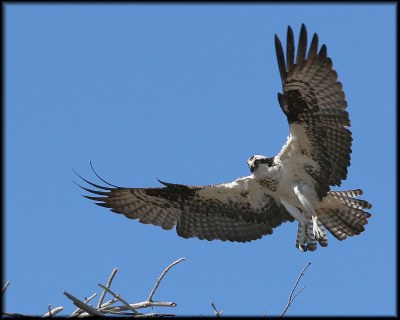 Osprey On Nest