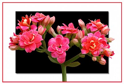 Kalanchoe