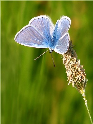 Silver Studded Blue Butterfly 