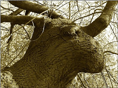 the prehistoric rhino-head
