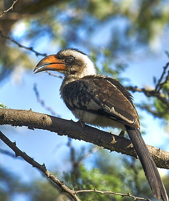 Von der Decken's Hornbill