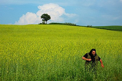 In a yellow field