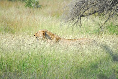 Lioness On The Hunt