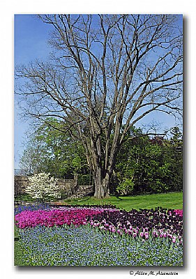 Springtime at Longwood (d1048)