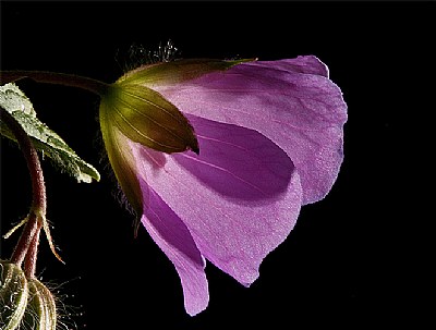 wild geranium