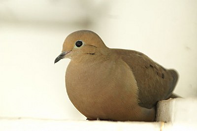 Dove