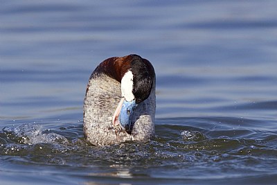 Dancing Ruddy Duck