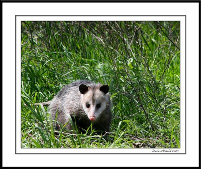 Playing Possum