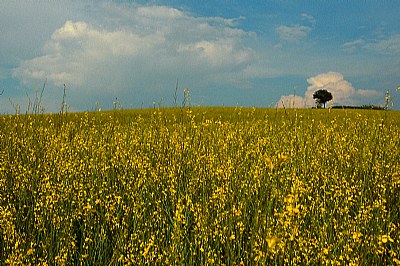 the yellow field #1