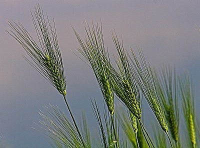 sarò pane