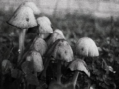 * fungi family *