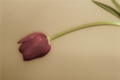 Pink Tulip