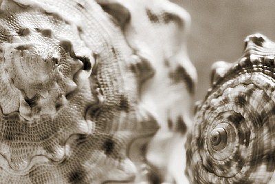 shells