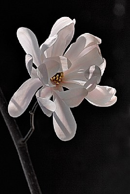 First starlike magnolia