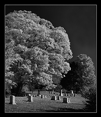 Red Tree Red Filter