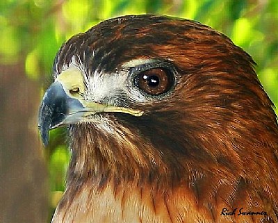 Red-Tailed Hawk