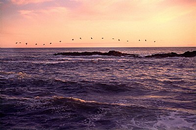 Pelican Flight