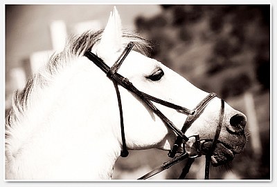 White Horses