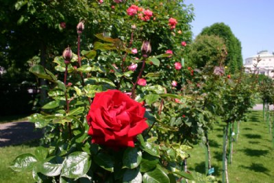 peoples garden rose