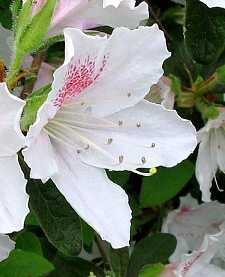 Single Azalea Blossom