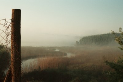 Misty Fence