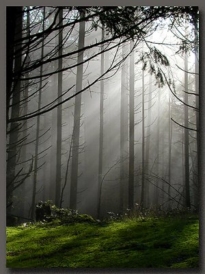 Sunlight through foggy forest