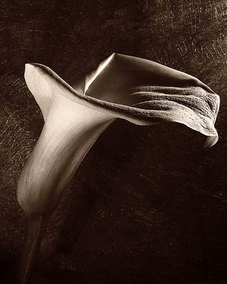 Calla