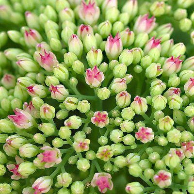 Sedum...