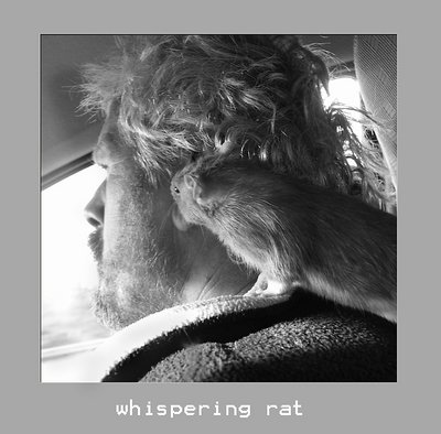 whispering rat