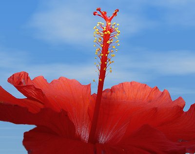 Hibiscus Morning
